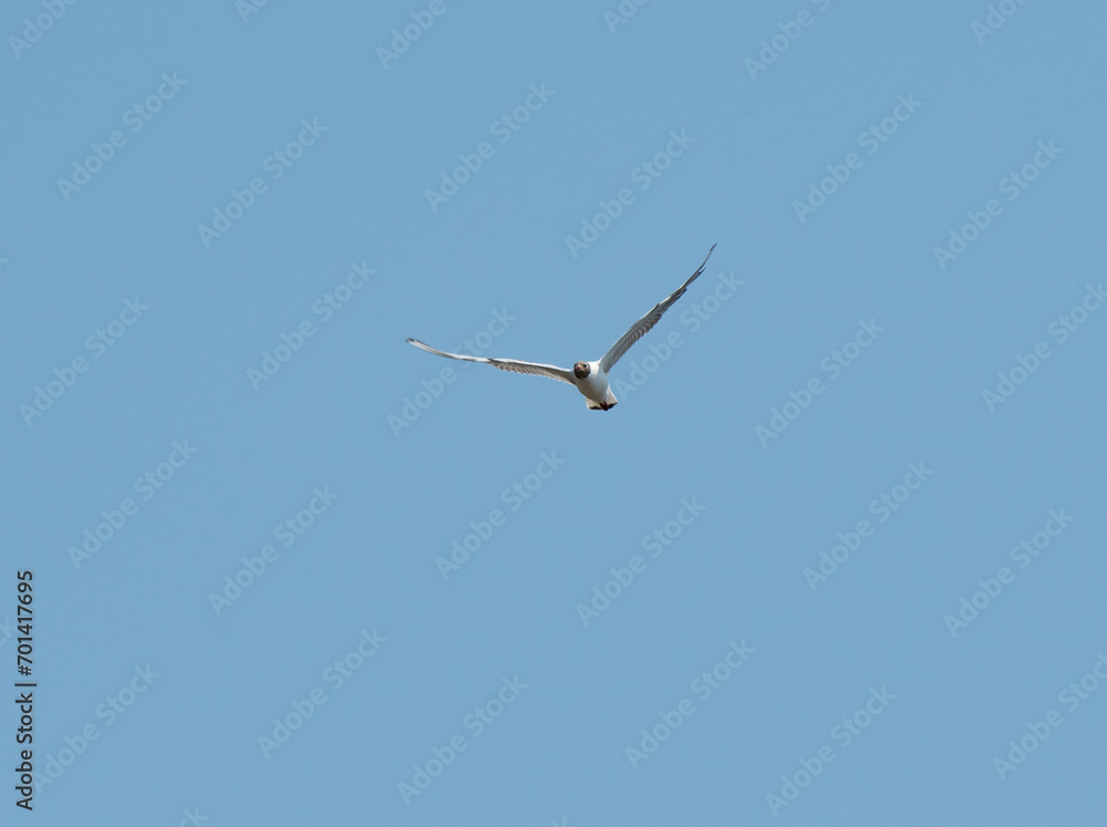 A black headed gull soars through a clear sky A black headed gull soars through a clear sky