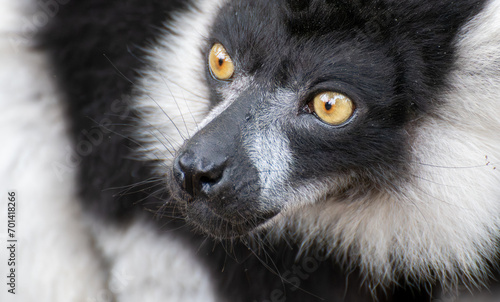 A close up portrait of a Black and White Ruffed Lemur photo