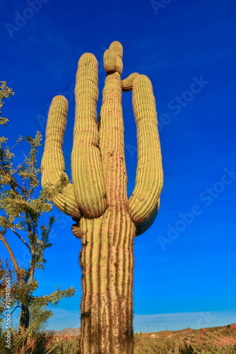 Saguaro Cactus (Carnegiea gigantea) in desert, giant cactus against a blue sky in winter in the desert of Arizona, USA photo