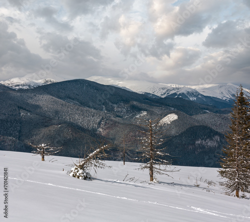 Winter snowy Carpathian mountains, Ukraine photo