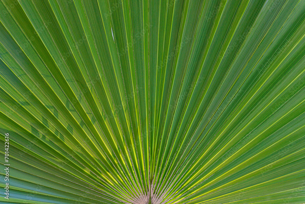 palm leaf background palm leaf background