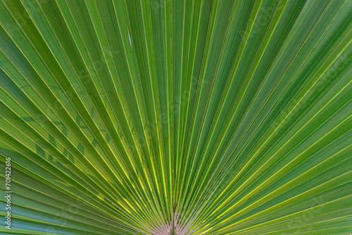 palm leaf background