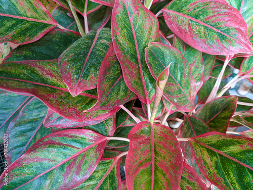 aglaonema commutatum red lipstick plant