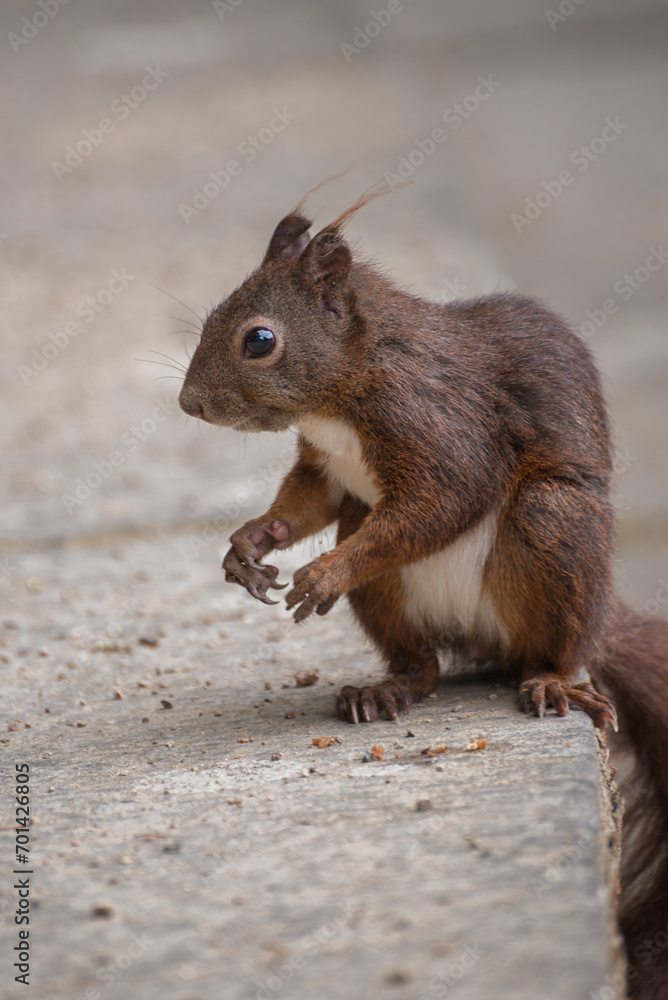 Squirrel, small animal with slender body and very long very bushy tail and large eyes. Vertical photo Squirrel, small animal with slender body and very long very bushy tail and large eyes. Vertical photo