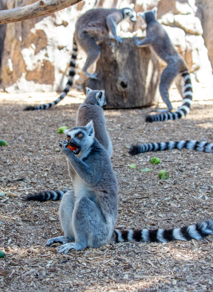 Fototapeta premium Lemurs eat vegetables at the zoo