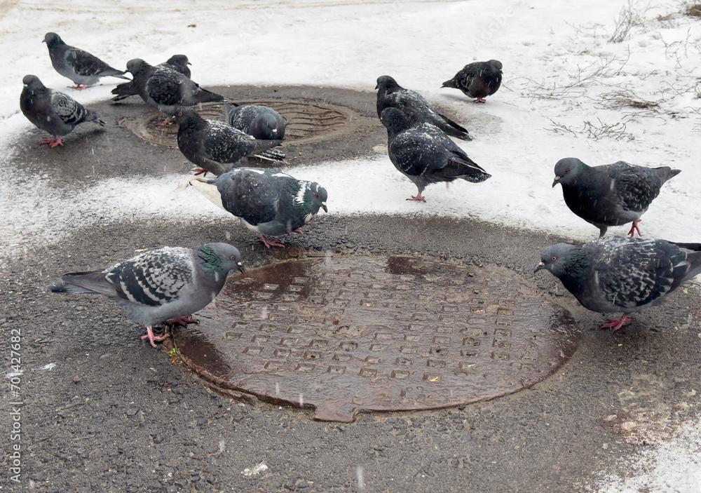 Fototapeta premium Pigeons bask on a sewer hatch in winter