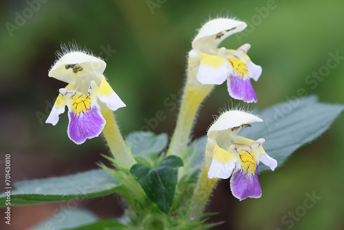 Bee-nettle, Galeopsis speciosa, also known as large-flowered hemp-nettle, wild flowering plant from Finland photo