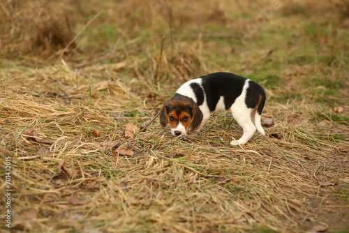 Fototapeta Naklejka Na Ścianę i Meble -  Portrait of a two month old beagle puppy on a stroll