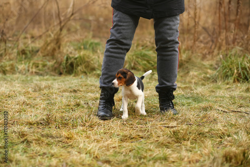 Portrait of a two month old beagle puppy on a stroll