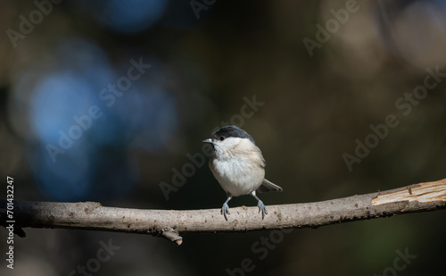 black capped chickadee or Willow tit (Poecile montanus) on a branch