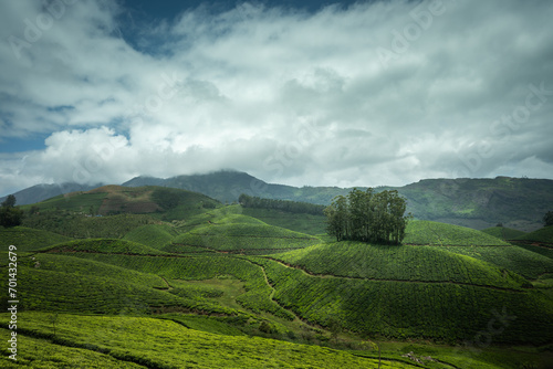 Beautiful view of tea plantations in Munnar  Gap Road  Kerala  India