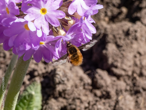 Large, dark-edged or the greater bee fly (Bombylius major) with long rigid proboscis in the front of the head used to feed on the nectar from flowers