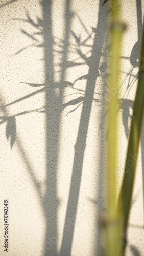 shadow of bamboos on whie wall photo