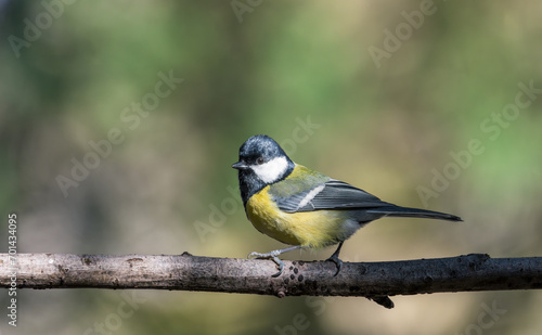 great tit perched on a branch