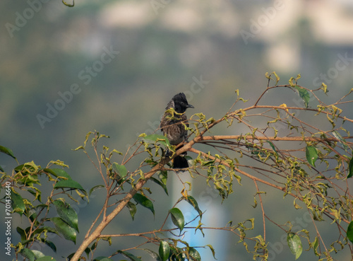 the Red Vented Bulbul resting on water tanks and tree branches on a cold winter morning in the city of Pune, India