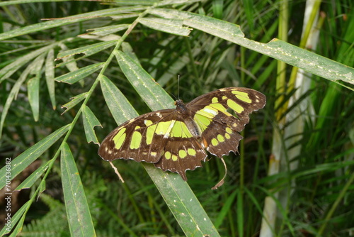 Malachitfalter