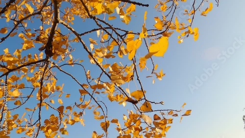 Yellow leaves fluttering in wind on blue sky, pan left.