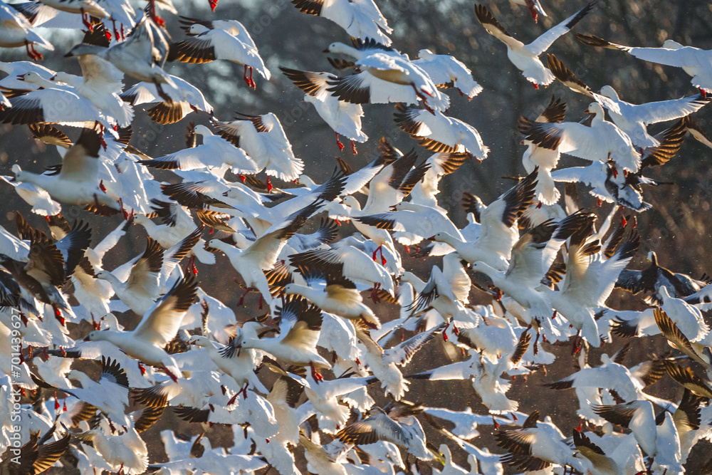 Snow Geese at Hagerman National Wildlife Refuge Snow Geese at Hagerman National Wildlife Refuge