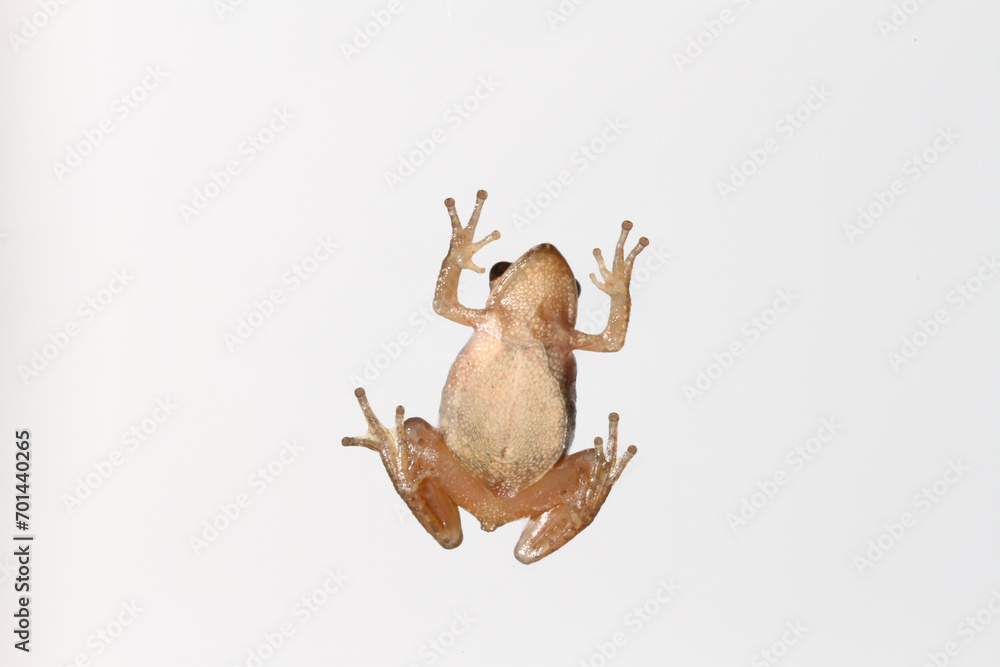Underside of a female Spring Peeper (Pseudacris crucifer) climbing up a glass pane.  The smooth white throat indicates that this is a female frog. 