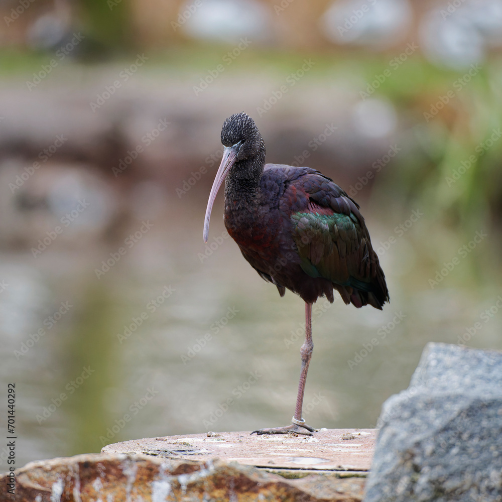 Naklejka premium Geronticus hermit standing on one leg, portrait 