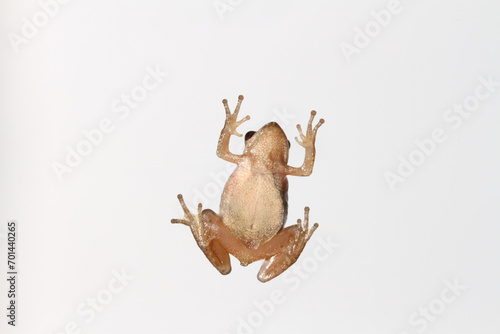 Underside of a female Spring Peeper (Pseudacris crucifer) climbing up a glass pane.  The smooth white throat indicates that this is a female frog. 