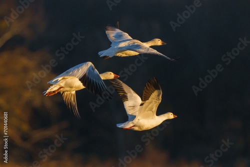 Snow Geese at Hagerman National Wildlife Refuge photo