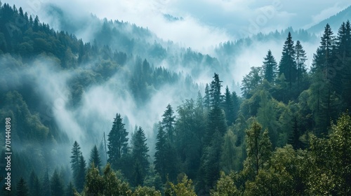 Panoramic view of forest with morning fog, aerial spaces.