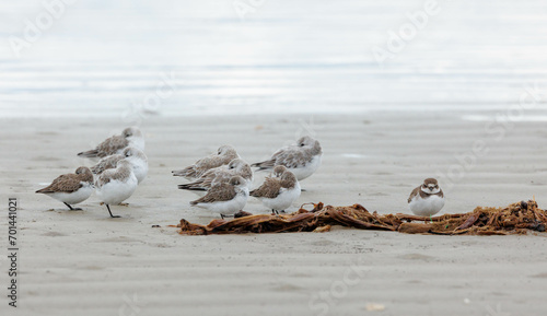 Sand piper seagull eating crab on beach