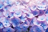 blue pink hydrangea hortensia flower macro photorealistic with raindrops top view