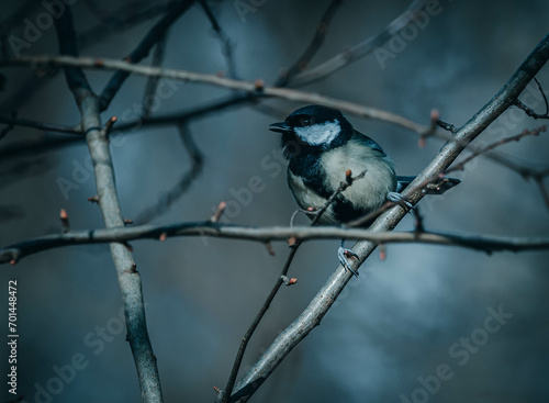 confused bird looking away