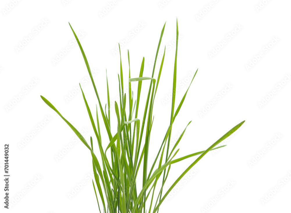 Bunch of sprouted green wheat. Bunch of sprouted green wheat.