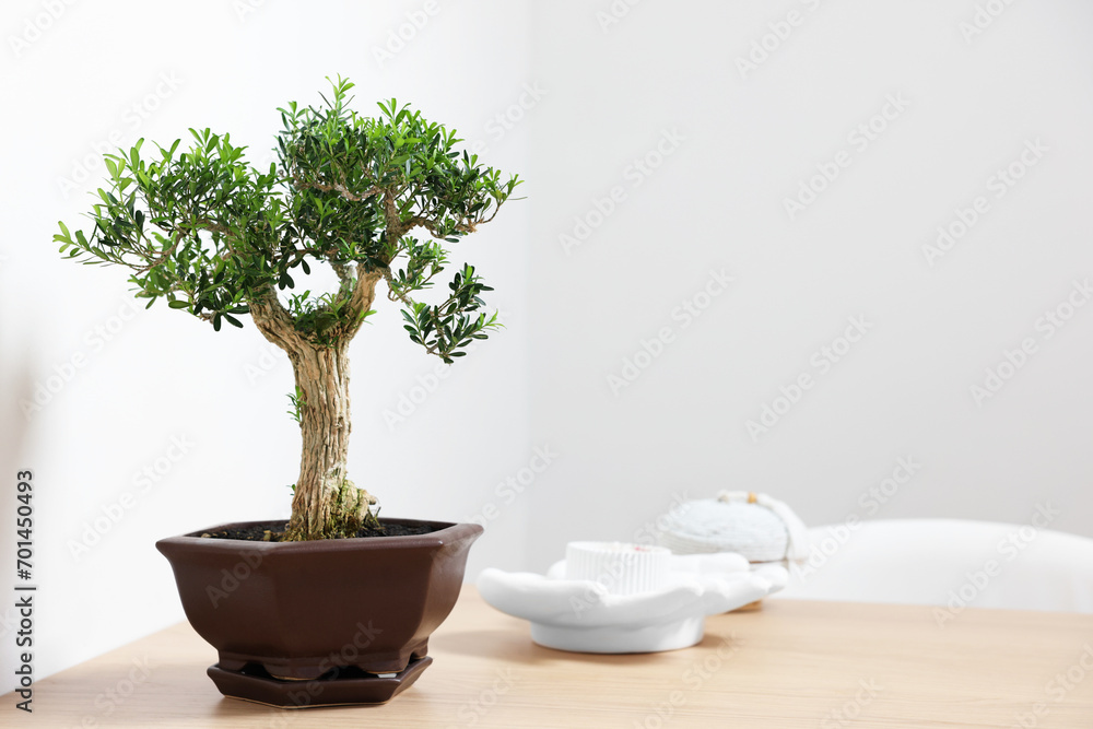 Beautiful bonsai tree in pot and decor elements on wooden table indoors, space for text Beautiful bonsai tree in pot and decor elements on wooden table indoors, space for text