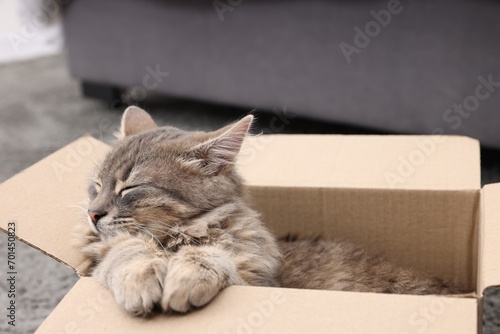 Cute fluffy cat in cardboard box indoors
