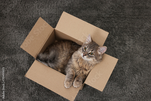 Cute fluffy cat in cardboard box on carpet, top view