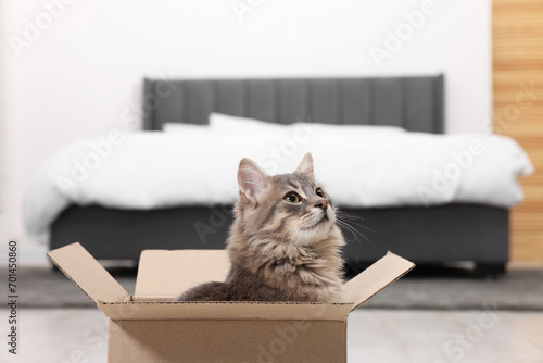 Cute fluffy cat in cardboard box at home. Space for text
