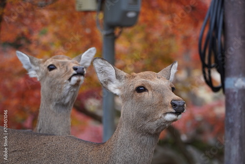 Fototapeta Naklejka Na Ścianę i Meble -  oswojone jelenie pośród jesiennych liści