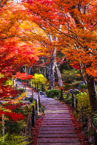 Autumn foliage in Kyoto  Japan