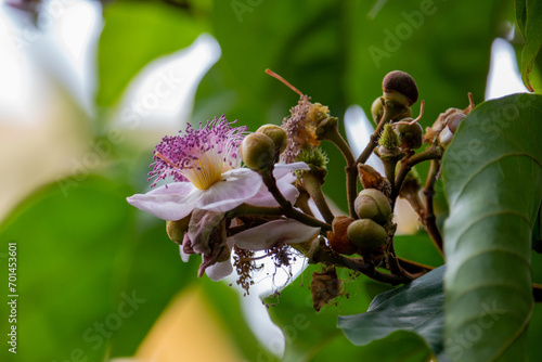 Flor do urucuzeiro, árvore cujo fruto é o urucum, de onde se extrai o colorau. Flor. Condimento. photo