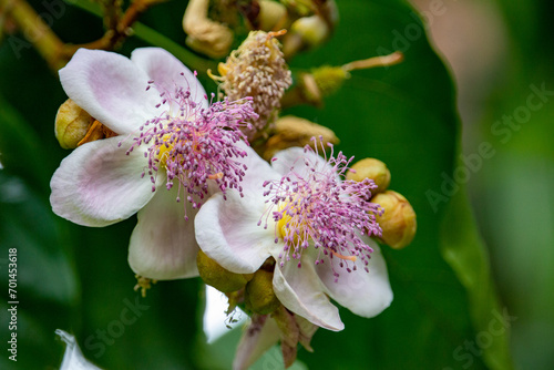 Flor do urucuzeiro, árvore cujo fruto é o urucum, de onde se extrai o colorau. Flor. Condimento. photo