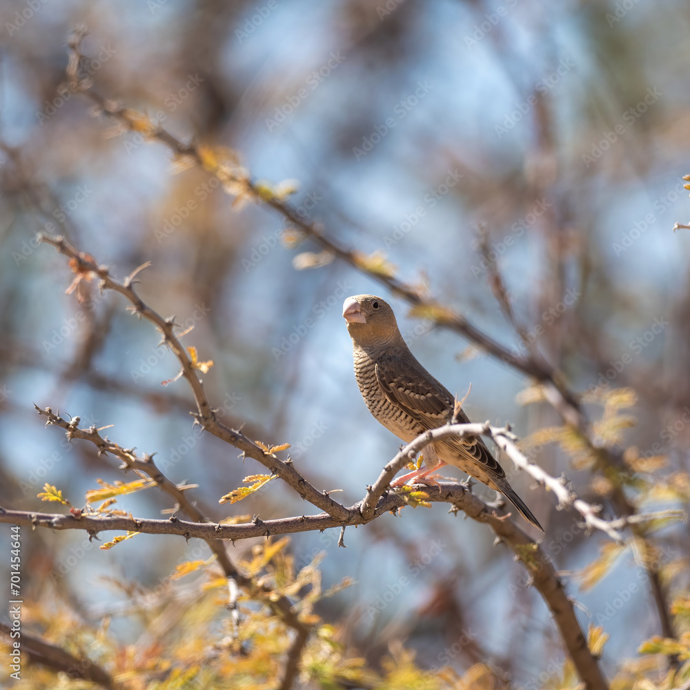 Erongo mountains, Namibia - August 16, 2022: A red-headed finch female perched on a thorny branch, its subtle brown plumage blending with the dry grass background. Erongo mountains, Namibia - August 16, 2022: A red-headed finch female perched on a thorny branch, its subtle brown plumage blending with the dry grass background.