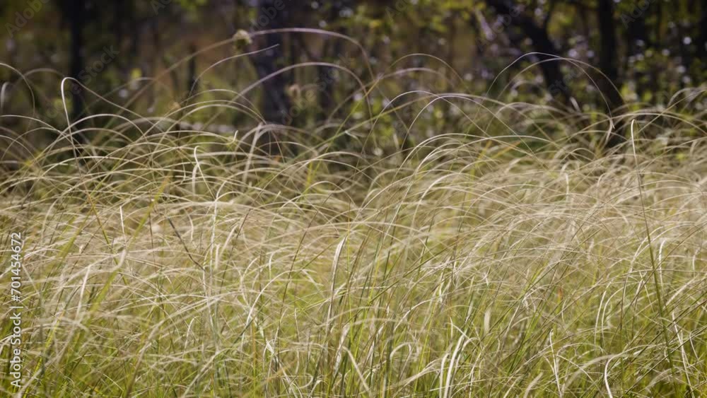 Lush green prairie grasses blowing in the wind Lush green prairie grasses blowing in the wind