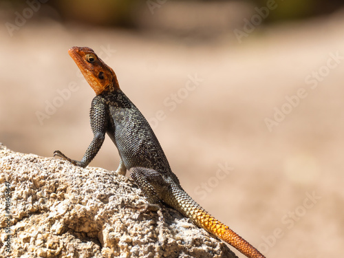 Erongo mountains, Namibia - August 16, 2022: Portrait of a male Namib rock agama perched on a rock, showcasing its distinctive orange head and textured scales, with a blurred natural background photo