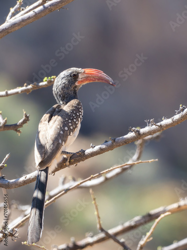 Erongo mountains, Namibia - August 16, 2022: Close-up of a Monteiro's hornbill perched on a leafless branch, with its distinctive red and black beak and speckled feathers. photo