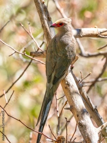 Erongo mountains, Namibia - August 16, 2022: Elegant Red-faced mousebird perched on a branch, displaying its soft grey plumage and distinctive red facial mask, amidst a natural twiggy background photo
