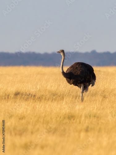 Etosha National Park, Namibia - August 18, 2022: An elegant ostrich stands amidst golden grassland, its long neck and distinct profile highlighted against a soft-focus background