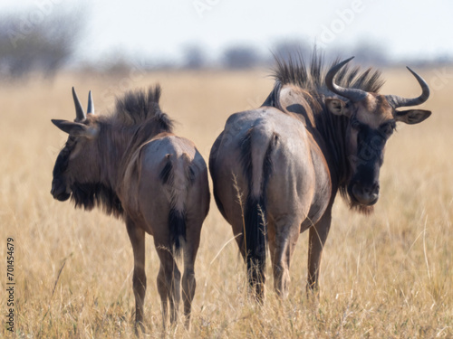 Etosha National Park, Namibia - August 17, 2022: Two blue wildebeests grazing, with one turning its head to face the camera, in the golden grasslands