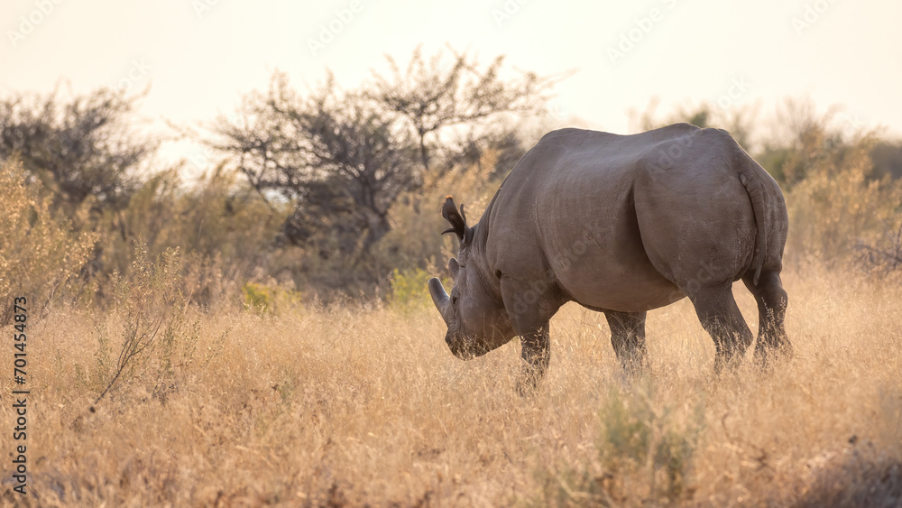 Fototapeta premium Etosha National Park, Namibia - August 18, 2022: Solitary Black rhinoceros wandering through the golden grasses of the savannah at dusk, its silhouette highlighted by the soft backlighting
