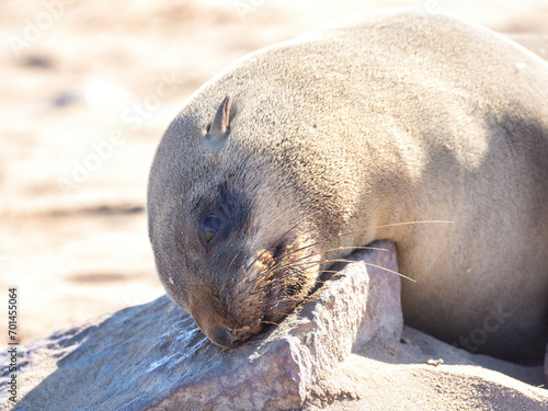 Cape Cross, Namibia - August 21, 2022: A sea lion is seen resting its head on a rock, with its eyes half-closed in a sunlit sandy environment photo