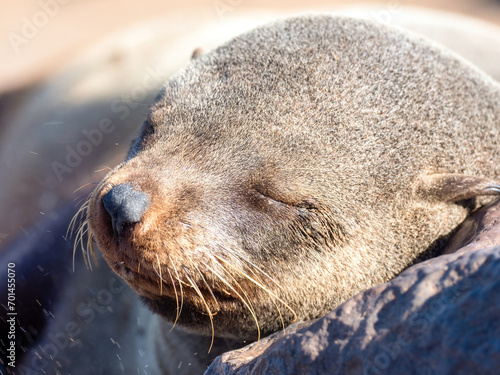 Cape Cross, Namibia - August 21, 2022: A peaceful sea lion sleeps, nestled among rocks with its eyes closed and whiskers visible photo