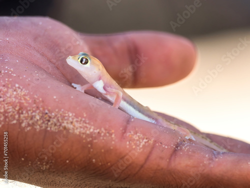 Sandwich Harbour, Namibia - August 22, 2022: A translucent Namib sand gecko held gently in a person's hand. photo